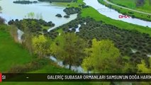 GALERİÇ SUBASAR ORMANLARI SAMSUN'UN DOĞA HARİKASI