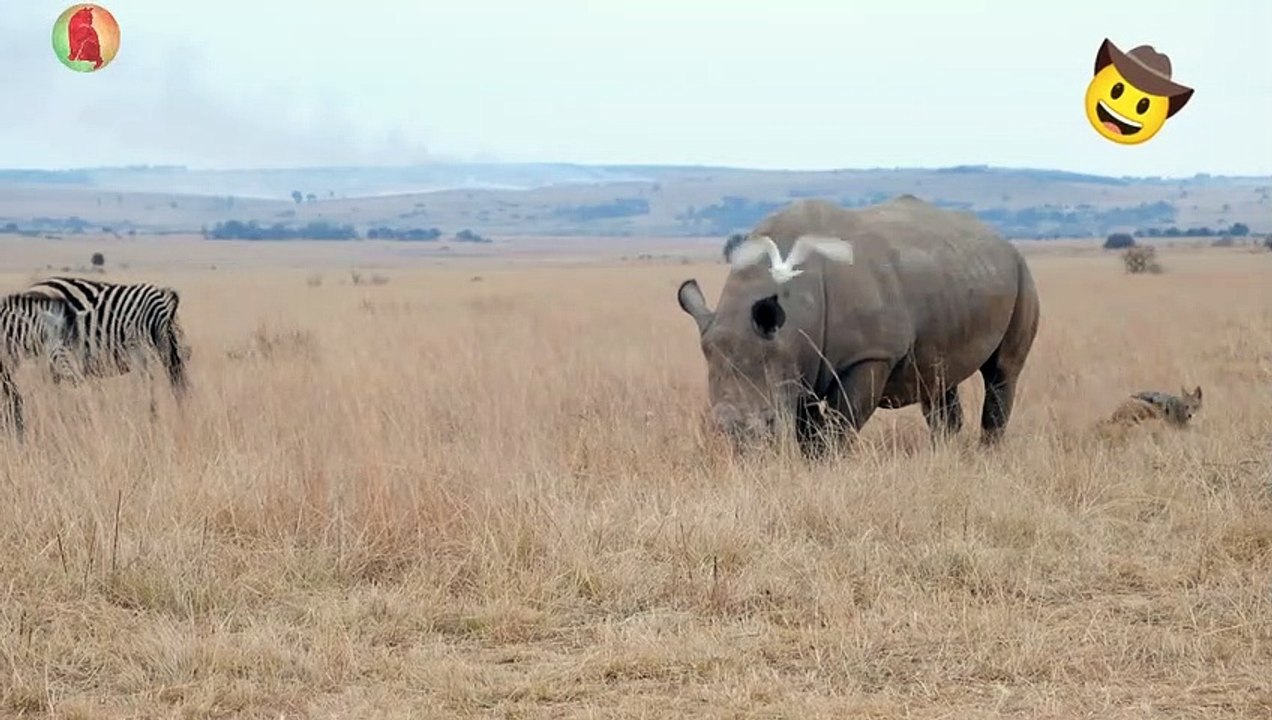 Rhino and Zebras grazing in the field