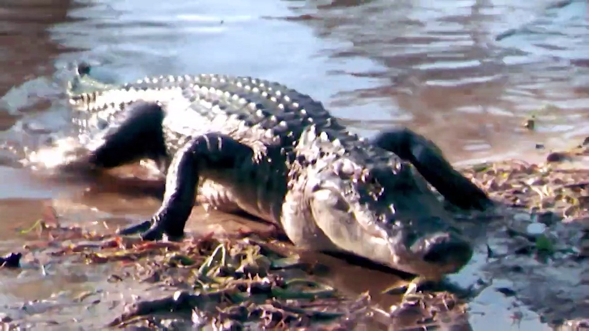 Held for Ransom _ Hollywood Movies Full Action Movies  Hindi Dubbed