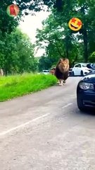 Lion walking on road being fearless