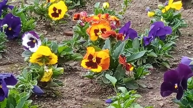 வாட்டி வதைக்கும் கோடை வெயில்… கொடைக்கானலுக்கு படையெடுக்கும் சுற்றுலா பயணிகள்!!