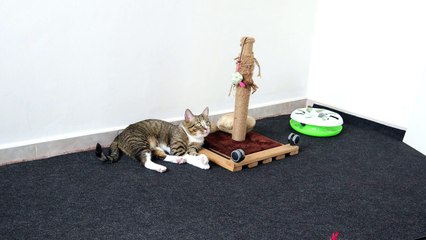 Cat Sits on the Floor