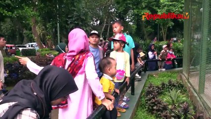 Libur Satwa Ditiadakan, Pengunjung Ragunan Saat Lebaran Capai Lebih dari 82 Ribu Orang