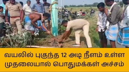 அரியலூர்: வயலில் புகுந்த 12 அடி நீளம் உள்ள முதலை!