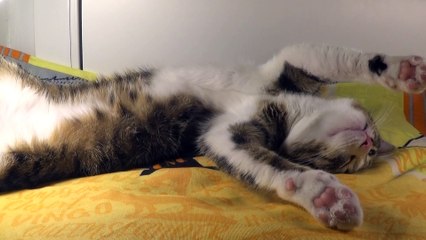 This Cat Has Fainted