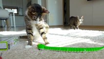 Funny Cats Reaction Who Saw A Toy Snake| Funny Reactions