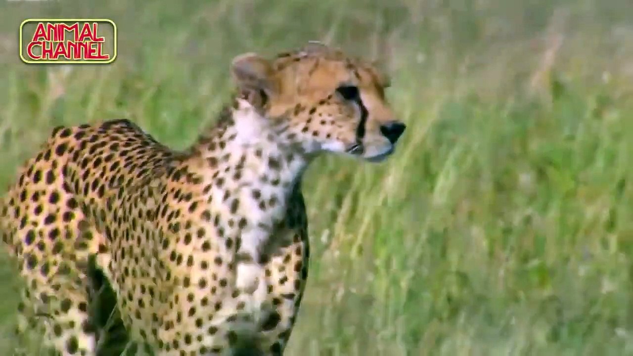 Most Amazing Big Cats Hunting Attack Compilation   Cheetah Lions Jaguar Leopard