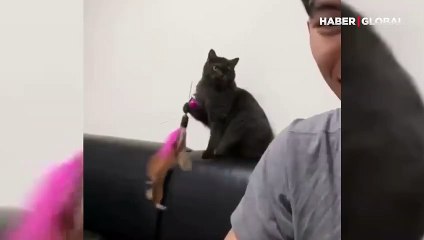 Bu sefer roller değişti: Sahibini oynatan kedi şaşkınlık yarattı!