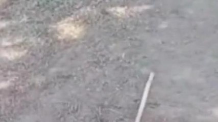 देवास: तेंदुए ने बछड़े को बनाया शिकार ग्रामीणों में दहशत