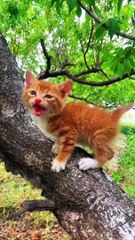 Cute bunny eating . A beautiful moment #1435 - #shorts