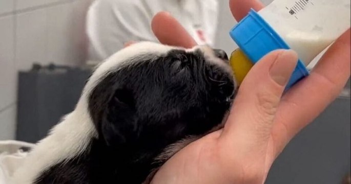 Grâce au flair de son chien, un promeneur sauve neuf chiots abandonnés dans un carton en pleine forêt