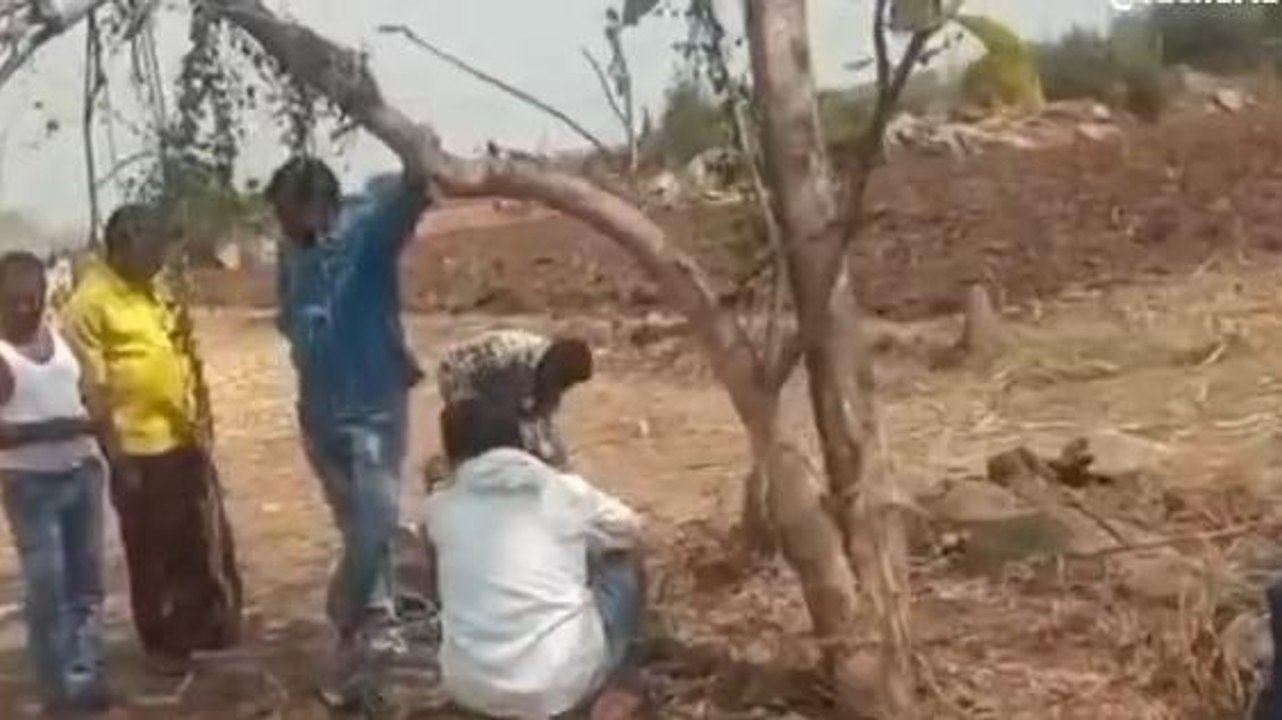 బాల్కొండ: విషాదం.. జొన్న ల్యాప తిని ఐదు గేదెలు మృతి..!