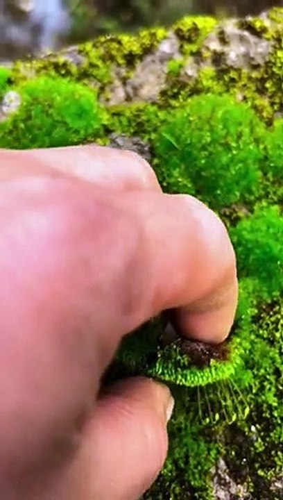 Bring nature to home