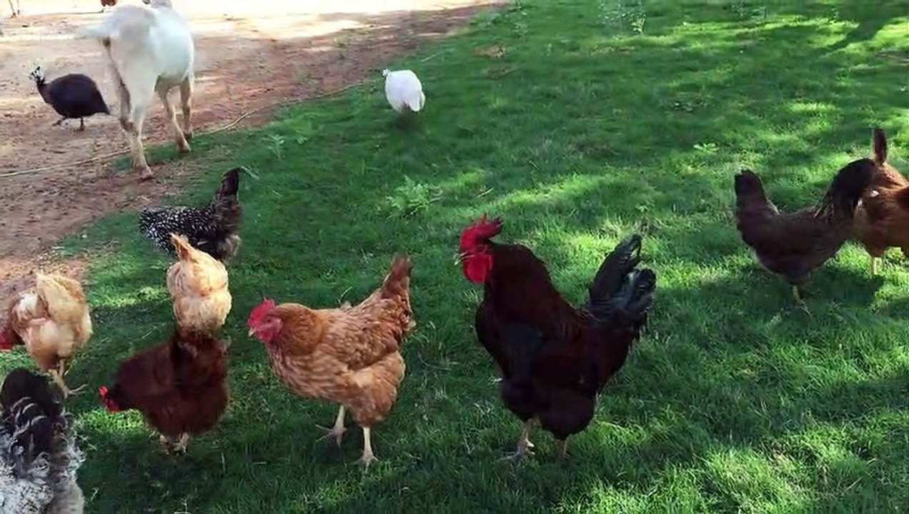 rooster-8386