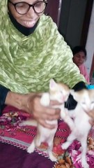 Baby  Cat|#shorts. #youtubeshorts #viralshorts