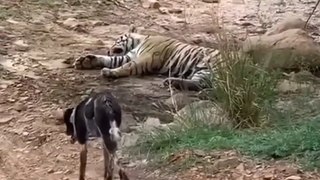 Tiger killed dog at Zone 2 Ranthambore national park  |  Tiger attack dog | Animals | Wild   |   Trending  | Viral   | Park