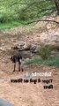 Tiger killed dog at Zone 2 Ranthambore national park  |  Tiger attack dog | Animals | Wild   |   Trending  | Viral   | Park