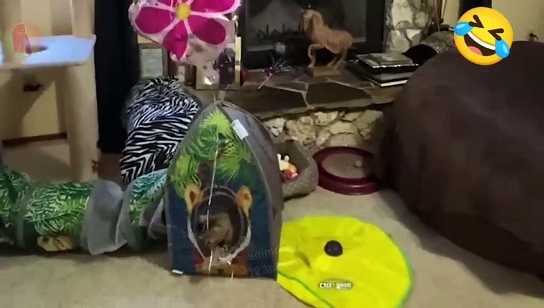 ⁣Funny Pets Part-9