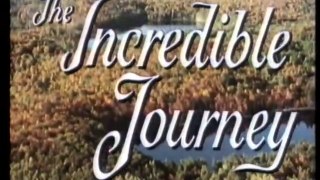 Viaje Increíble - VHS Walt Disney