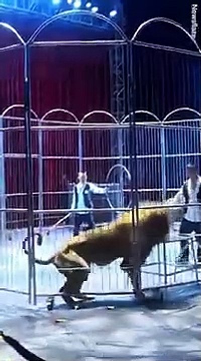 Leoni scappano dal circo, panico tra il pubblico