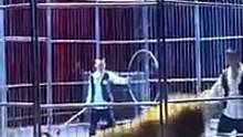 Leoni scappano dal circo, panico tra il pubblico