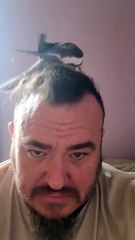 Feathered Friend's Funny Antics