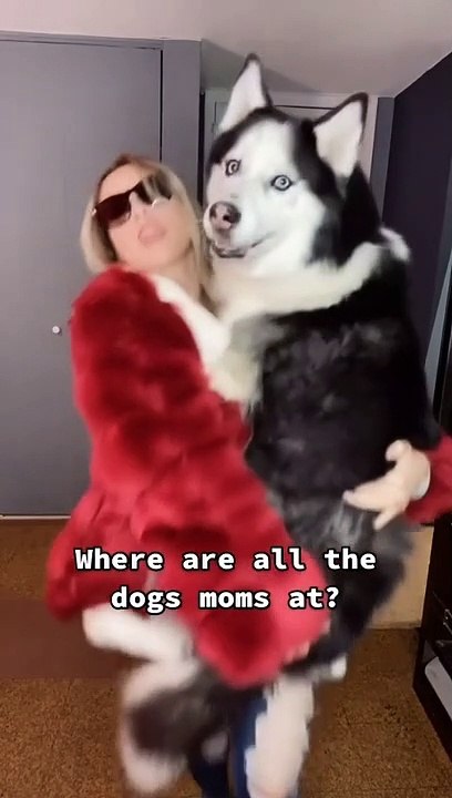 Funny Dogs And Cats Videos 2023  - Best Animal Videos Of The Month