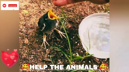 How to help the animals  Feeding water and food the poor Bird 