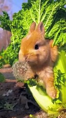 Cute bunnies .A beautiful moment #1455 - #shorts