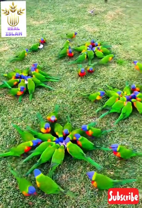 _nature(720P_HD)