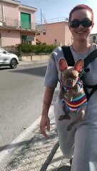 Woman Wears Her Frenchie Puppy for Walk