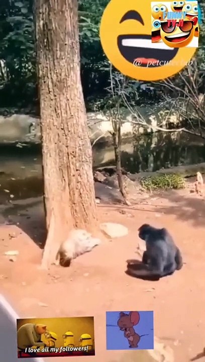 funny animals 21 21video_2023_04