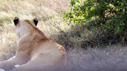 The lion and cub- story of love and affection