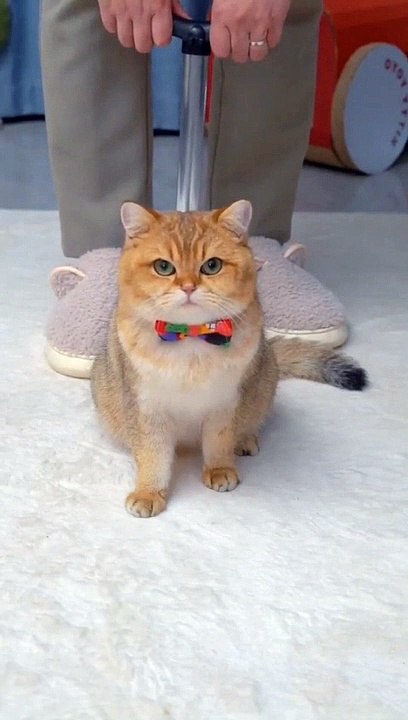 Funny Dogs And Cats Videos 2023  - Best Animal Videos Of The Month