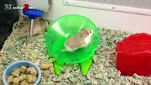Hamsters - A Cute Hamster And Funny Hamster Videos Compilation   NEW HD (2)