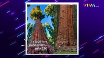 Potret General Sherman Tree Pohon Terbesar Dunia