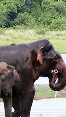 big elephant enjoy water  #wild #nature  #natgeo