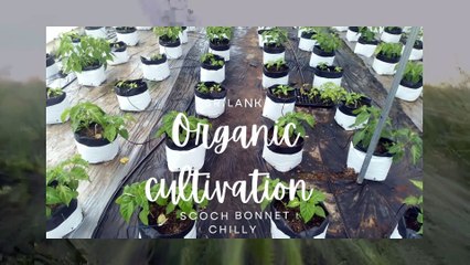 Scoch bonnet chchilly  Organic cultivation in srilanka