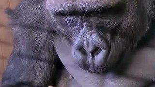 Gorilla Eating Banana | Pet Lovers | Animals Lovers |
