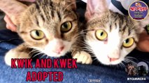 Rescue Kittens Kwik and Kwek adopted today!