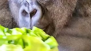 Gorilla Monkey Eating Cabbage | Satisfying | Animals Lovers |