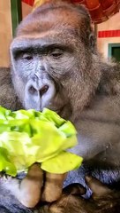 Gorilla Monkey Eating Cabbage | Satisfying | Animals Lovers |