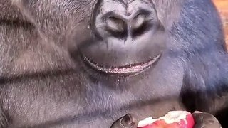 Gorilla Eating Apple | Monkey Fun | Kids special |