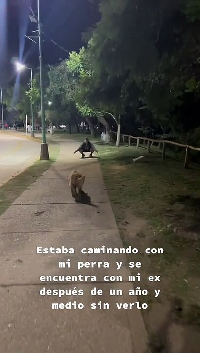 reencontro, cão