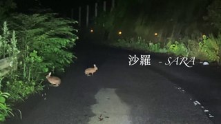 Driving The Spring Forest at Night&Wild Animals(春の夜✿野生動物たち) - Japan's Natural Forest Garden