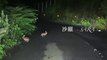 Driving The Spring Forest at Night&Wild Animals(春の夜✿野生動物たち) - Japan's Natural Forest Garden