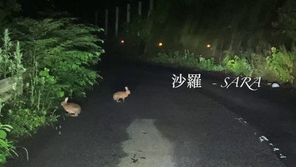Driving The Spring Forest at Night&Wild Animals(春の夜✿野生動物たち) - Japan's Natural Forest Garden