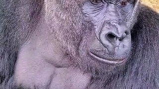 Gorilla Eating Tomato Vines| Gorilla Fun | ASMR | Kids Special |