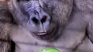 Gorilla Enjoying Cucumber | Animals for Kids |Daily Spark |