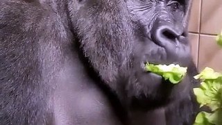 Gorilla Vibes | This Silverback is enjoying Lettuce | Videos For Kids | ASMR